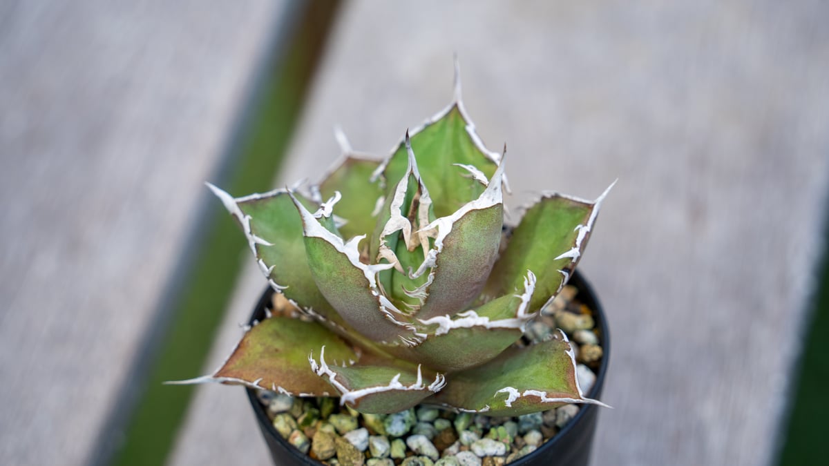 アガベ チタノタ FO-76 NO.1 | mana's farm:塊根植物・アガベ・ドライガ