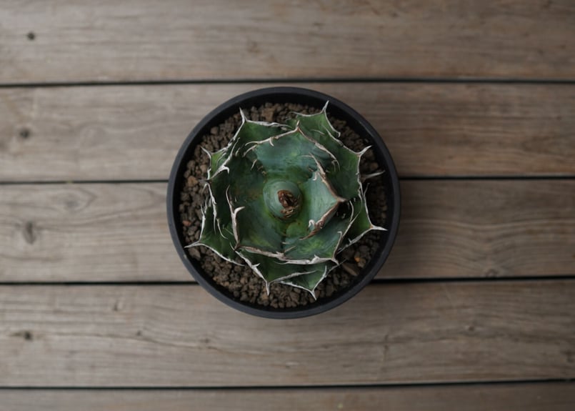 agave titanota FO76 強棘type | mana's green:塊根植物販 agave titanota FO76 強棘type | mana's green:塊根植物販