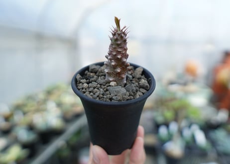 ユーフォリビア　パキポディオイデス　Euphorbia pachypodioides