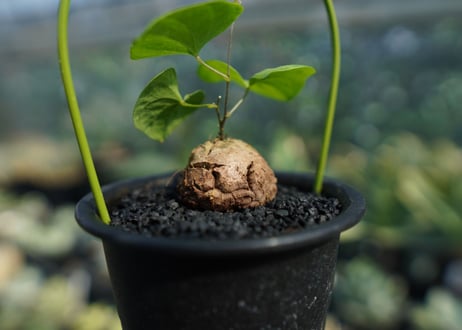 亀甲竜　Dioscorea elephantipes No.7