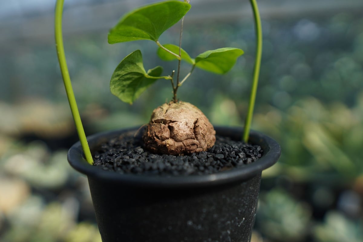 1000粒 亀甲竜種子 Dioscorea elephantipes 亀甲竜 Dioscorea elephantipes No.7 | mana's farm:塊
