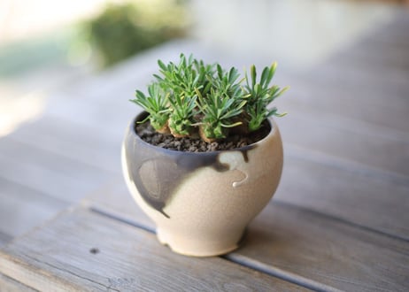 峨眉山  Euphorbia Gabizan