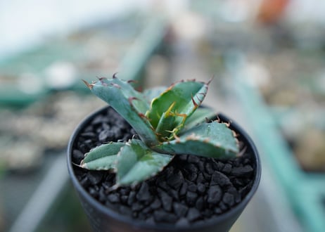 アガベ　チタノタ　 ブラックアンドブルー 　Agave titanota black and blue　No.7