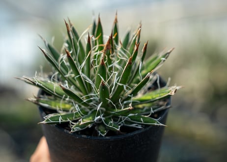 アガベ　フィリフェラ　シディゲラ　agave filifera ssp. schidigera