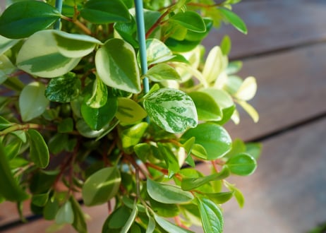 ペペロミア　グラベラ　Peperomia glabella