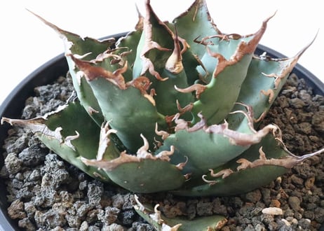 Agave titanota FO-76  compacta  select