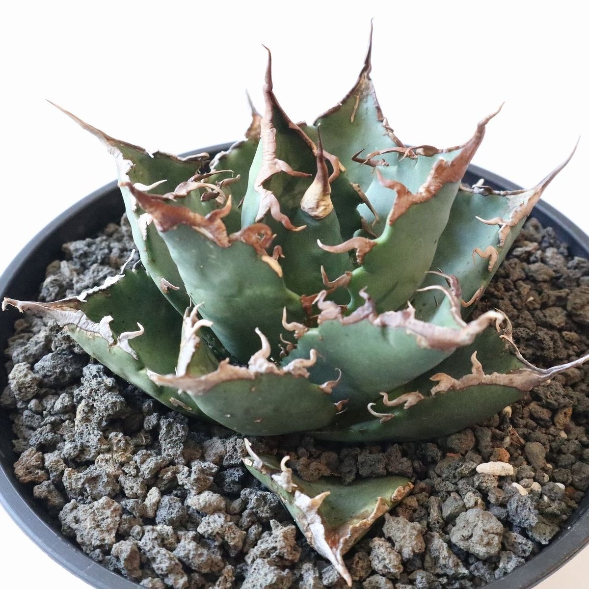 Agave titanota FO-76 compacta select | mana's