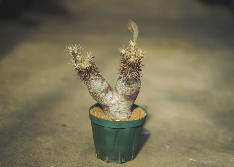 パキポディウム ホロンベンセ | mana's farm:塊根植物・アガベ・ドライ