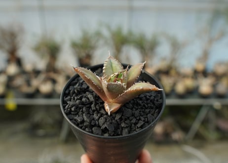 アガベ　チタノタ　FO-76　agave titanota  FO-76