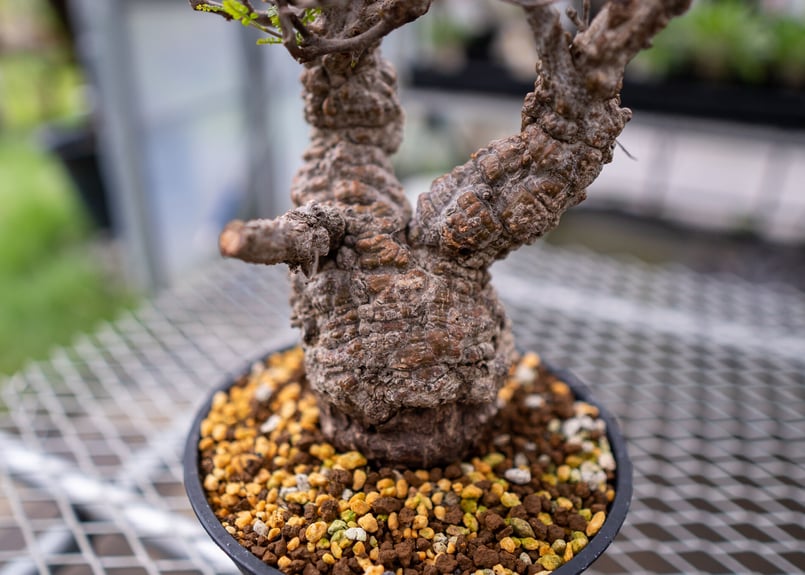 オペルクリカリア・パキプス　まん丸コンパクト　　ミニパキプス オペルクリカリア・パキプス まん丸コンパクト ミニパキプス オペル