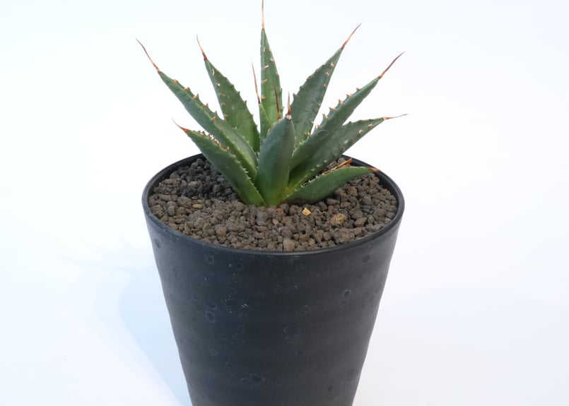 アガベ ユタエンシス ネバデンシス no.4 | mana's farm:塊根