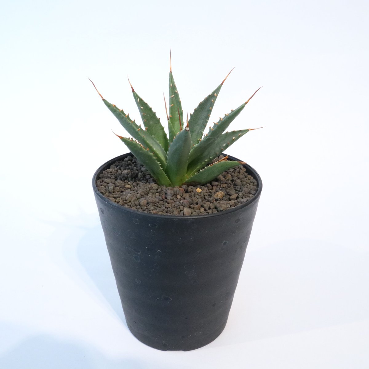 アガベ　ユタエンシス　ネバデンシス　アルミ鉢　植物　塊根植物　ドライガーデン アガベ ユタエンシス ネバデンシス no.4 | mana's farm:塊根
