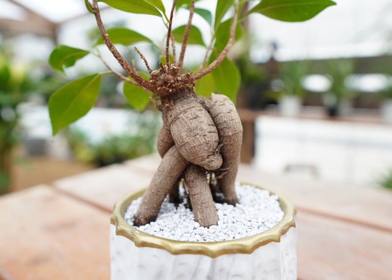 ガジュマル 園芸ネット本店｜[送料無料]ガジュマル：センカクガジュマル 8号鉢植え