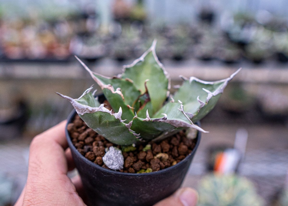 アガベ チタノタ 台湾実生 | mana's farm:塊根植物・アガベ・ドライ