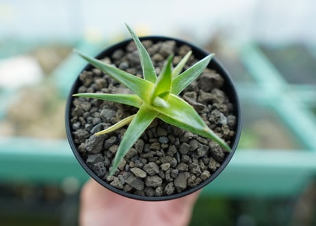 ディッキア　ムーングロー　Dyckia brevifolia  Moon Glow　No.1