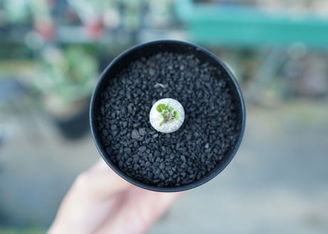パキポディウム　恵比寿笑い　Pachypodium brevicaule　No.1