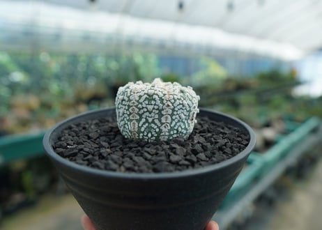 アストロフィツム　スーパー兜　Astrophytum asterias 'Superkabuto'