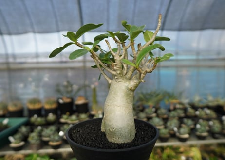 アデニウム　Adenium　No.7