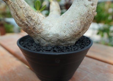 パキポディウム　エブレネウム　Pachypodium eburneum  No.2