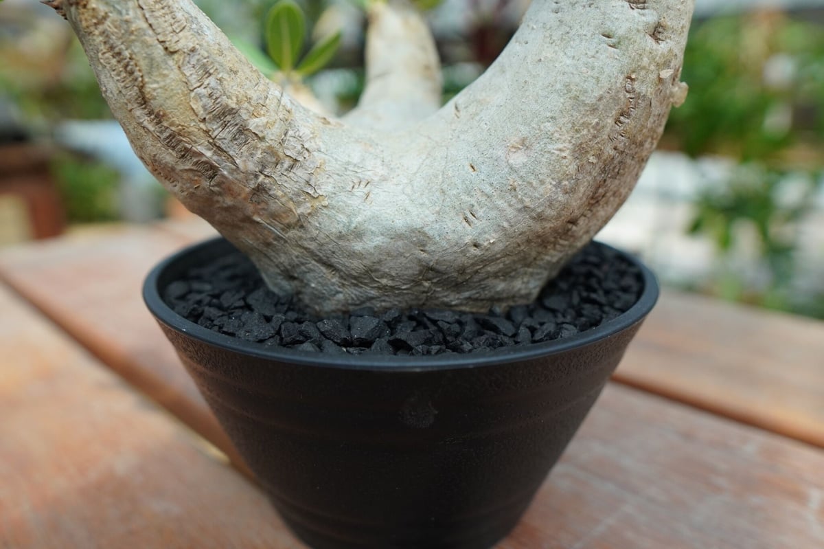 パキポディウム エブレネウム Pachypodium eburneum No.2 | man