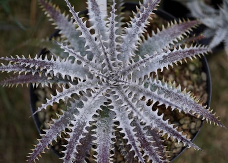 Dyckia Crystalboy