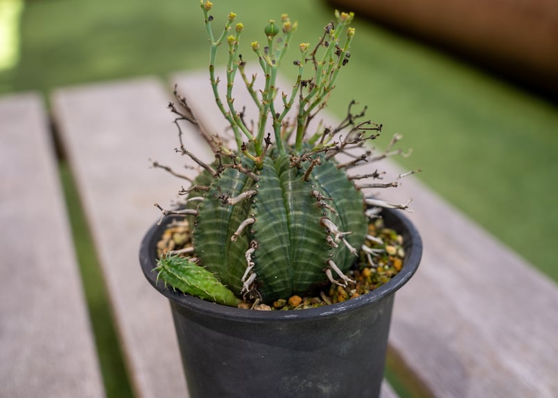 ユーフォルビア バリダ | mana's farm:塊根植物・アガベ・ドライ