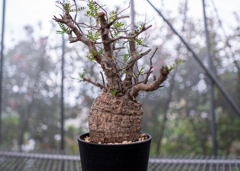 オペルクリカリア パキプス | mana's farm:塊根植物・アガベ・ドライ