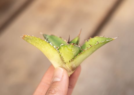アガベ　チタノタ × ケルチョベイ　カキコ株