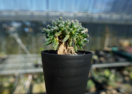 トリコディアデマ　デンサム　Trichodiadema densum  No.1