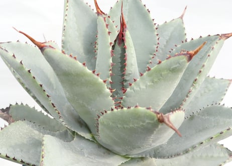 Agave pygmaea Dragon Toes