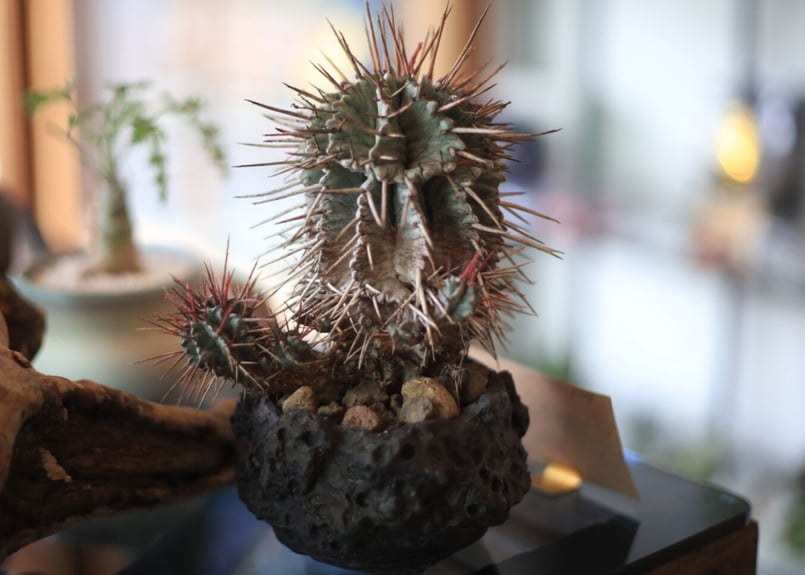 USホリダ　強棘　良血統 アガベ ホリダ 042 Agave horrida 強棘 | Sunny Branch