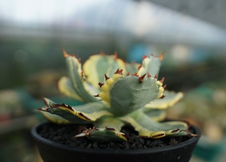 アガベ　兜蟹錦　連棘　Agave isthmensis “Kabutogani” variegata  No.4