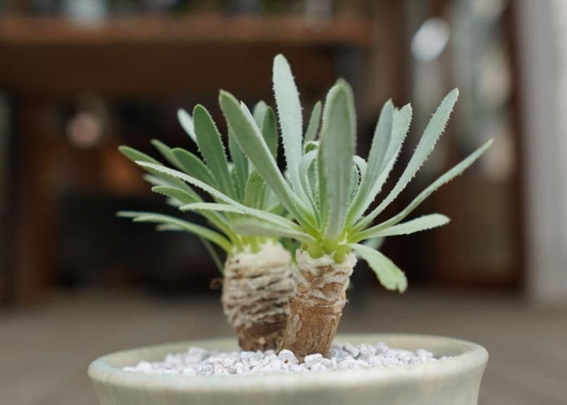 オトンナ レトロルサ Othonna retrorsa | mana's farm:塊根植物・