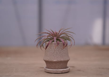 ディッキア・ダウソニー　Dyckia dawsonii