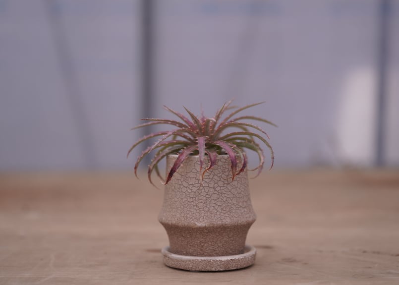 ディッキア ダウソニー Dyckia dawsonii from Berna ⑷ ディッキア・ダウソニー：Dyckia dawsonii Bill Baker's Clone