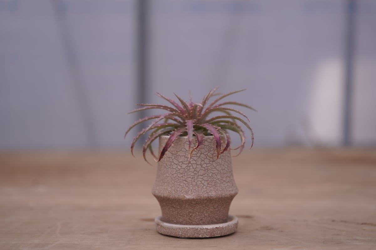 ディッキア・ダウソニー Dyckia dawsonii | mana's farm:塊根