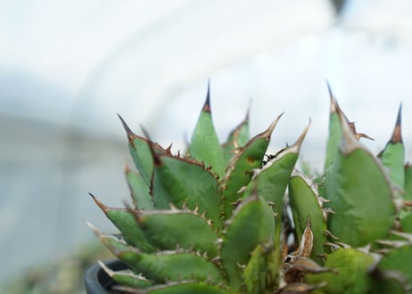 アガベ　チタノタ　剣竜　Agave titanota Kenryu　No.2
