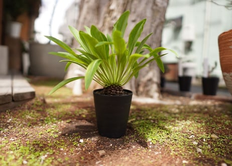 鉄甲丸　Euphorbia bupleurifolia