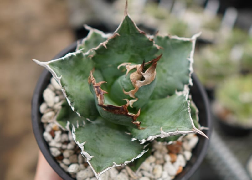 Agave White flame B 白火焔 NO.2 | mana's farm:塊根植