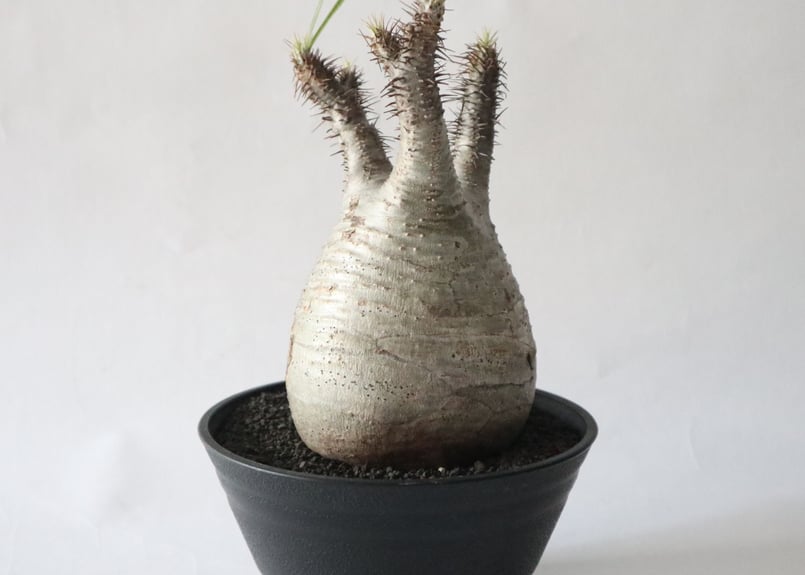 パキポディウム グラキリス no.40 | mana's farm:塊根植物・アガベ