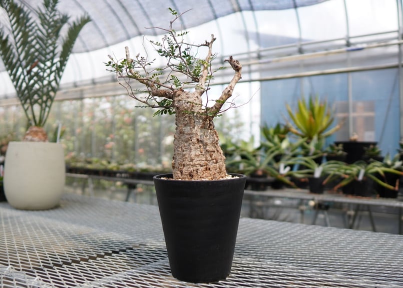 オペルクリカリア パキプス 《2》 | mana's farm:塊根植物・アガベ