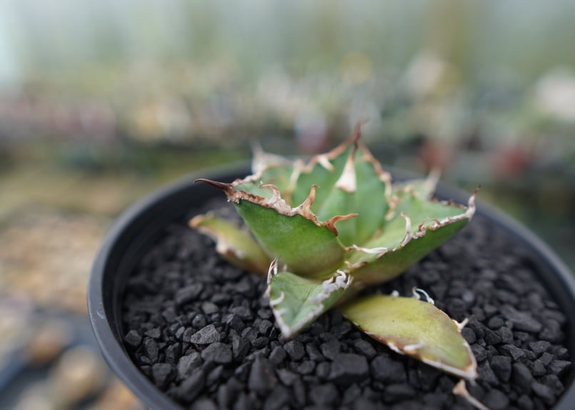 アガベ チタノタ シーザー agave titanota caesar No.3 | mana