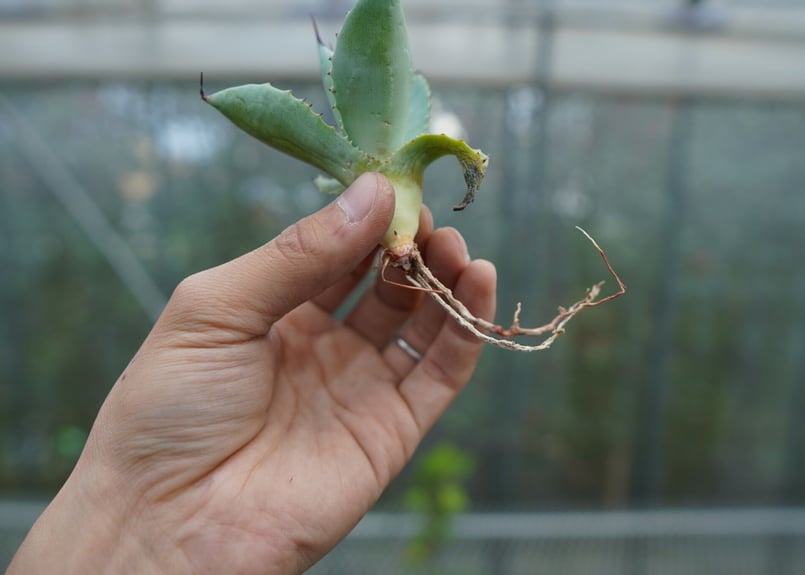 抜き苗】アガベ マクロアカンサ×ポタトラム Agave macroacantha×pota