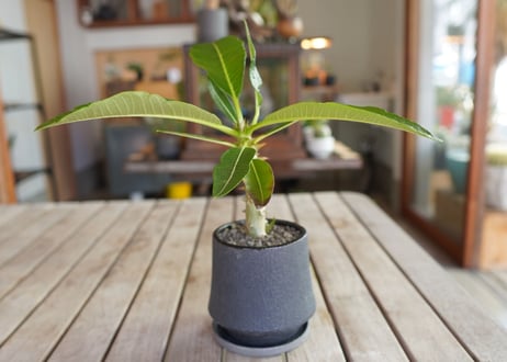 パキポディウム バロニー 実生　Pachypodium baronii