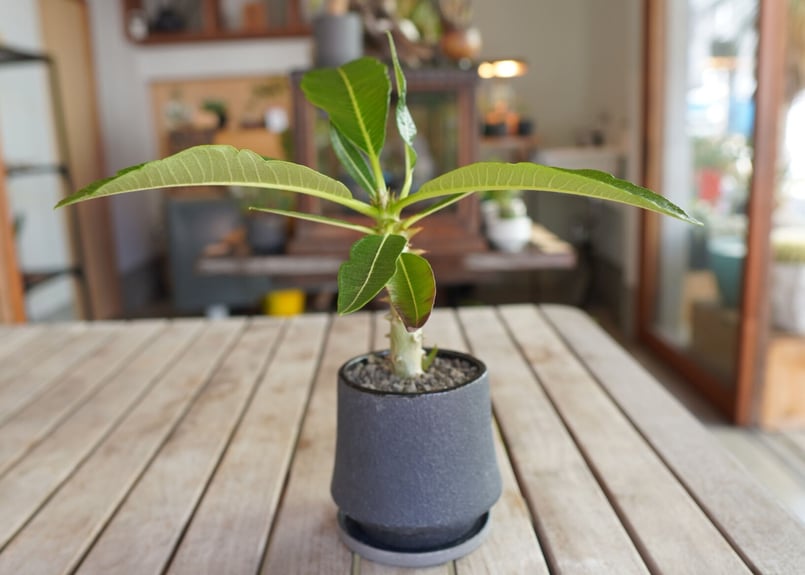 パキポディウム バロニー 実生 Pachypodium baronii | mana's fa