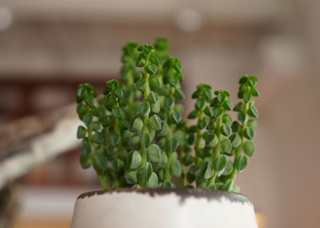 ペペロミア コルメラ Peperomia columella