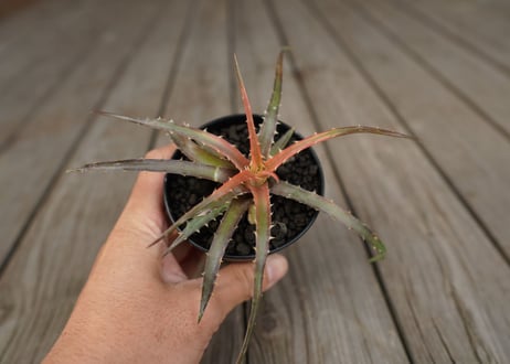 ディッキア　アンダマン　Dyckia andaman