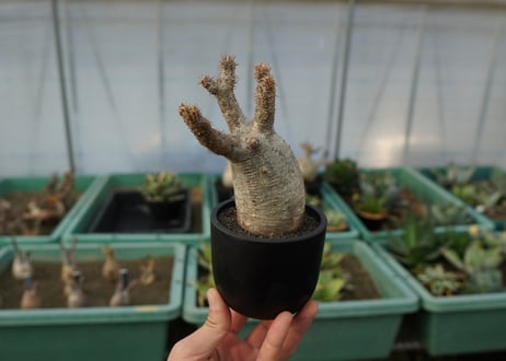 パキポディウム　グラキリス　 Pachypodium Gracilius  No.5