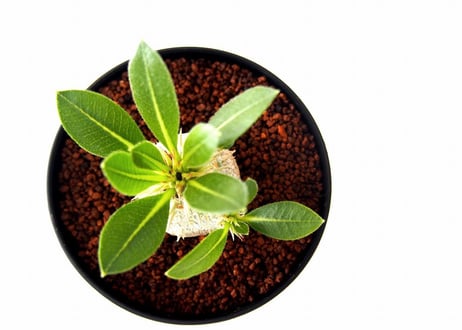 パキポディウム エブレネウム　Pachypodium eburneum