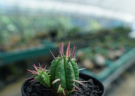 ユーフォルビア　フェロックス　Euphorbia ferox  No.1